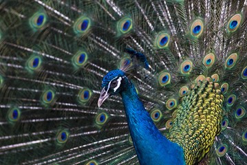 Fototapeta na wymiar Peacock spreading tail