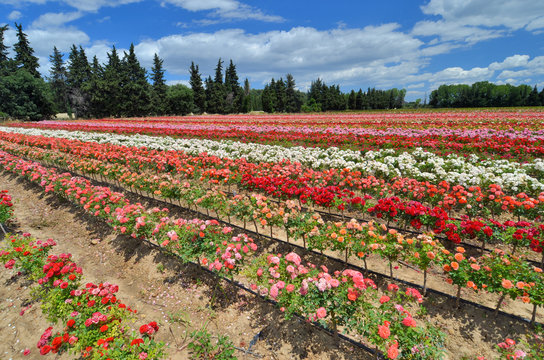 Champ de rosiers