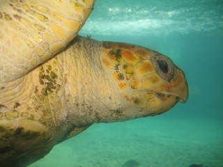 tortues de mer sous l'eau