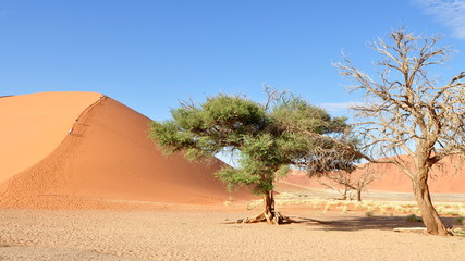 Fototapeta na wymiar desert Namiob,Sossusvlei,Namibia