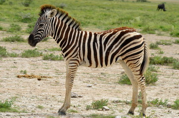 Fototapeta na wymiar Młoda zebra