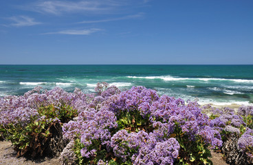 La Jolla wildflowers - Powered by Adobe