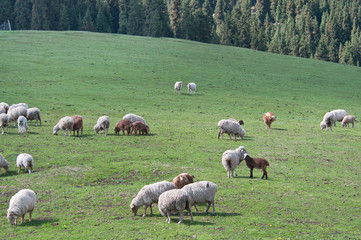 Obraz premium 草原风光