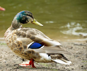 Stockente (Anas platyrhynchos) Erpel