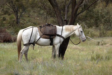 horse