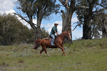 female horse rider