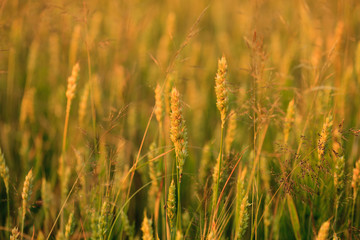 Wheat field with sunlight