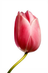 Tulipano - Tulip