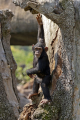 Chimpance jugando.