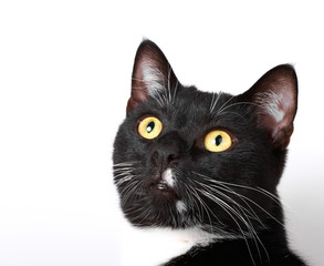 neugierige Katze