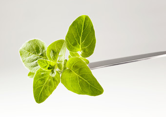 Fresh oregano leaves
