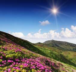 Obraz premium flowers