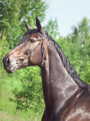 portrait of beautiful mare