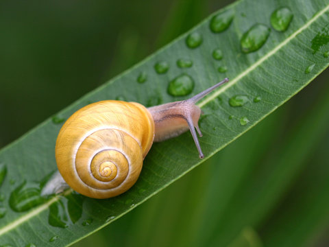 schnecke mit gelbem haus auf einem blatt