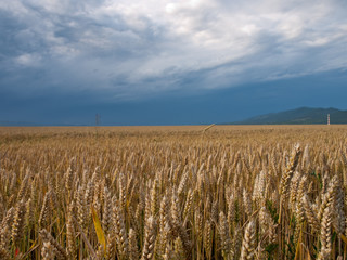 wheat land background