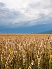 wheat land background