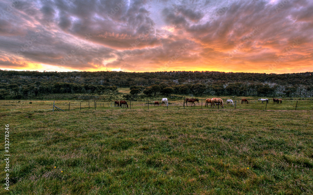 Wall mural horses