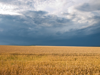 wheat land background