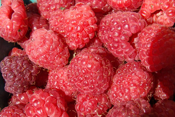 fresh organic raspberries at farmers market