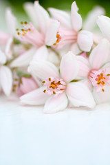 Fresh, pink flowers background