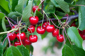 Cherries on a branch