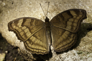 Fototapeta na wymiar Large Brown Butterfly Basking On Stones In The Sun