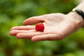 Fresh strawberry in hand