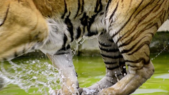la tigre