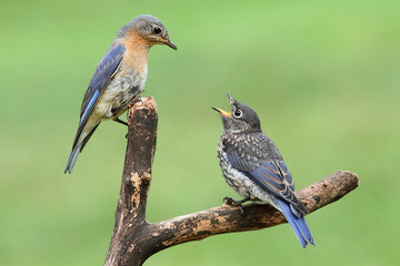 Female Eastern Bluebird With Baby