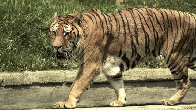 tigre, incontro ravvicinato