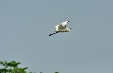A white Egret in Flight