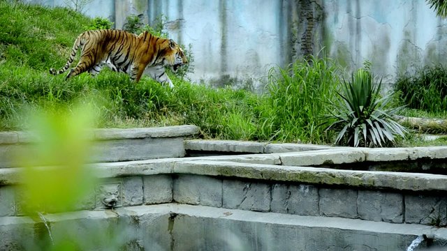 una tigre si aggira tra le rovine di un tempio indiano