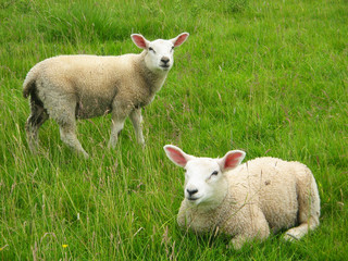 Naklejka na ściany i meble Sheep, Anglia.