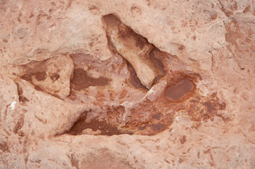 dinosaur tracks