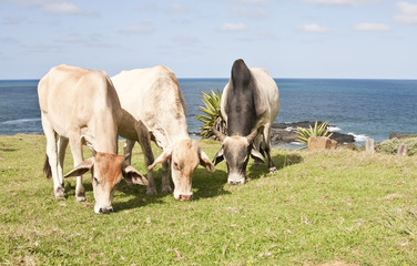 Three cows eating grass with the ocean in background in sunshine