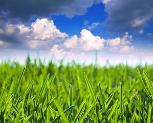 Obraz premium simply summer landscape