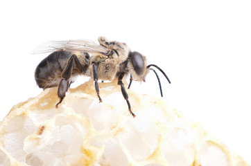 bee