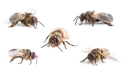 bee