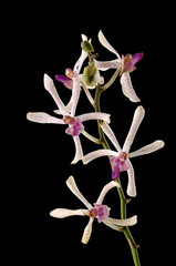 Fototapeta na wymiar Beautiful purple orchid on black
