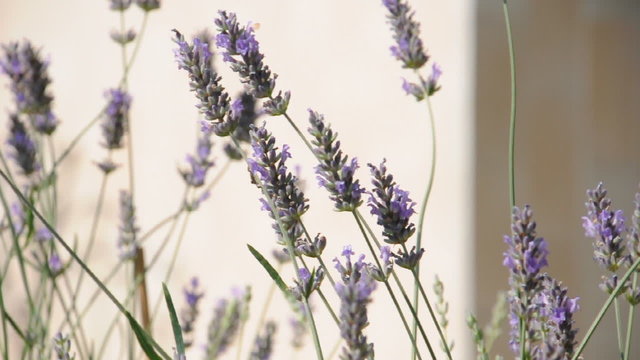 fiori di lavanda