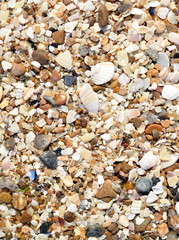 Seashells background