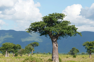 baobab