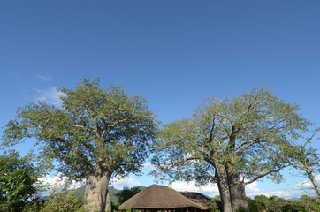 baobab