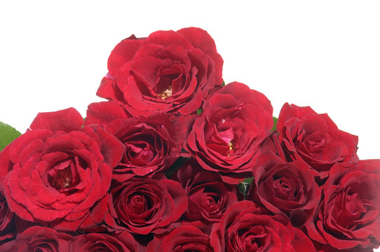 Macro of red roses