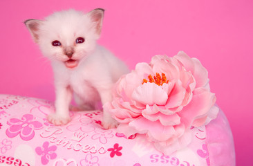 chaton sur fond rose