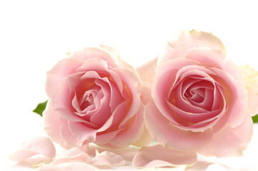 Fototapeta na wymiar Two pink roses