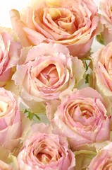 pink rose background- natural texture