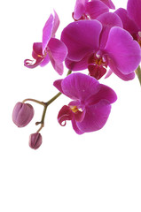 Fototapeta na wymiar Pink orchid border