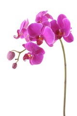 Naklejka na ściany i meble stem of pink orchid