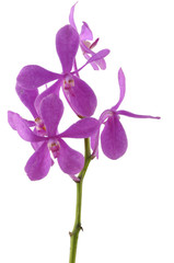Fototapeta na wymiar Branch pink orchid isolated